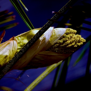Fleur et tiges - Belgique  - collection de photos clin d'oeil, catégorie plantes